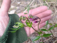 Lathyrus vernus