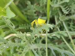 Thomisus onustus