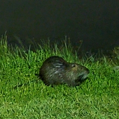 Myocastor coypus