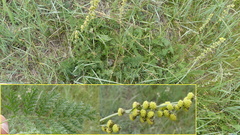 Artemisia phaeolepis