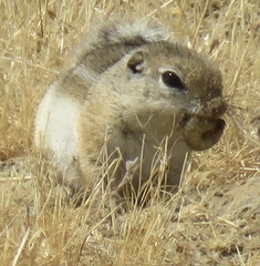 Nelson's Antelope Squirrel photo 3
