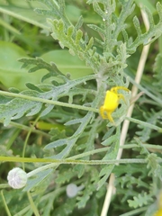 Thomisus onustus