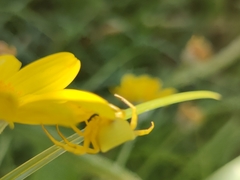 Thomisus onustus