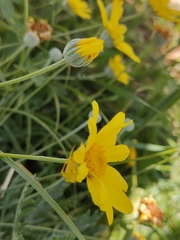 Thomisus onustus