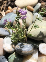 Astragalus rattanii rattanii