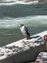 Nycticorax nycticorax
