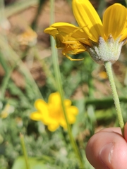 Thomisus onustus