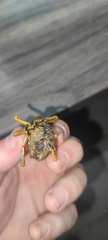 Enyaliopsis