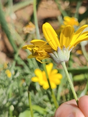 Thomisus onustus