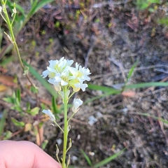 Berteroa incana