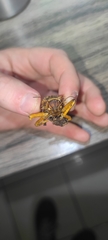 Enyaliopsis