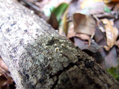 Crepidotus subverrucisporus