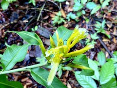 Heliconia longiflora