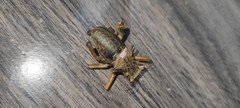 Enyaliopsis