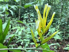 Heliconia longiflora