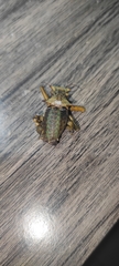 Enyaliopsis