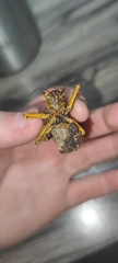 Enyaliopsis