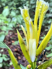 Heliconia longiflora
