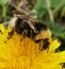 Bombus bohemicus