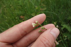 Asperula tinctoria
