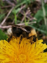 Bombus bohemicus