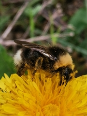Bombus bohemicus
