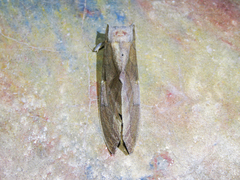 Colax apulus