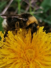 Bombus bohemicus