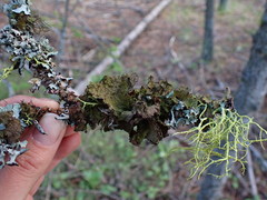 Tuckermanopsis platyphylla