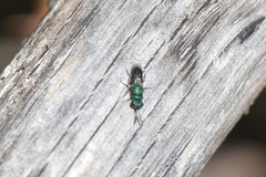 Trichrysis cyanea