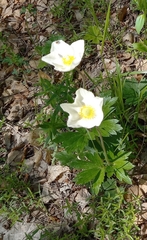 Anemonoides sylvestris