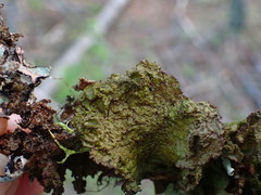 Tuckermanopsis platyphylla