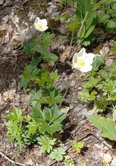 Anemonoides sylvestris