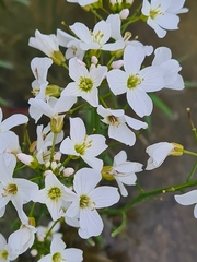 Cardamine dentata