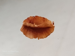 Combretum hereroense