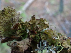 Tuckermanopsis platyphylla