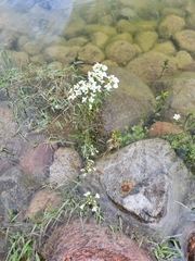 Cardamine dentata
