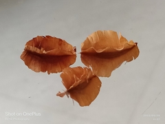 Combretum hereroense