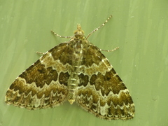 Electrophaes corylata