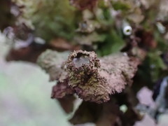 Tuckermanopsis platyphylla