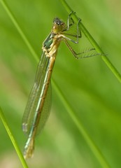 Chalcolestes viridis