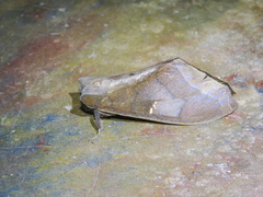 Colax apulus