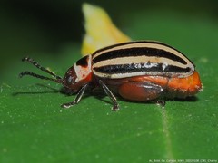 Kuschelina petaurista