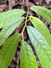 Brosimum costaricanum