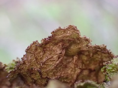 Tuckermanopsis platyphylla