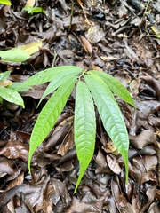 Brosimum costaricanum