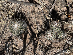 Coryphantha clavata