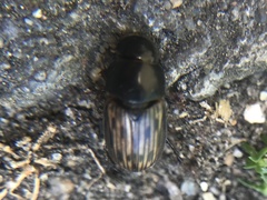 Acrossus luridus