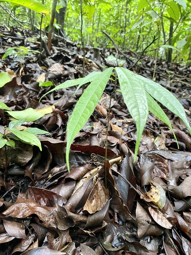 Brosimum costaricanum - Leaves