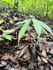 Brosimum costaricanum